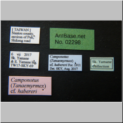 Camponotus haberi Forel, 1911 Label