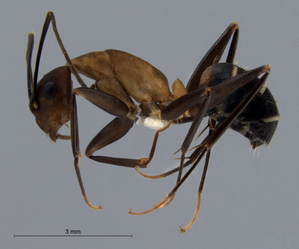 Camponotus haberi Forel, 1911 lateral