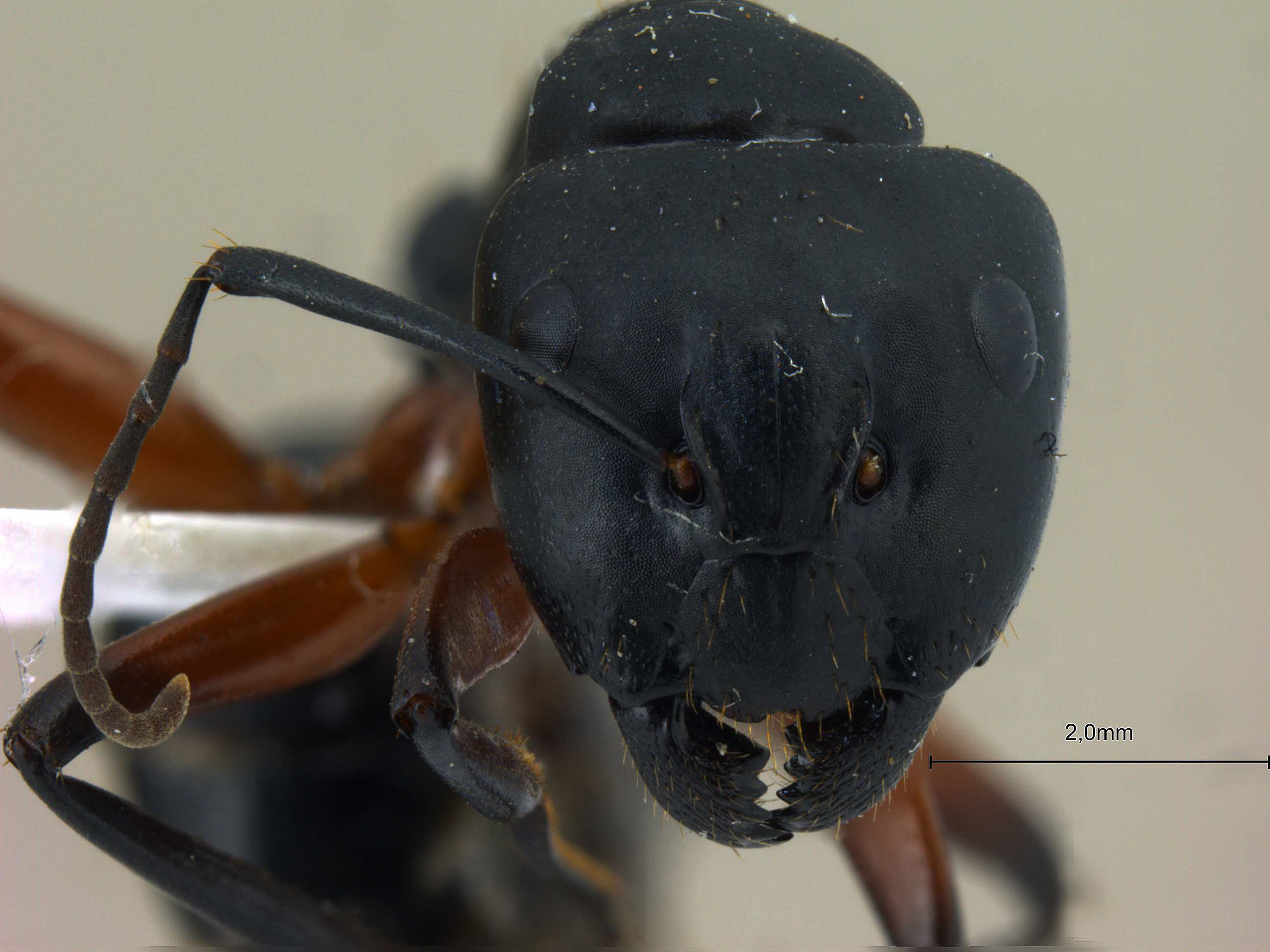 Foto Camponotus himalayanus Forel, 1893 frontal