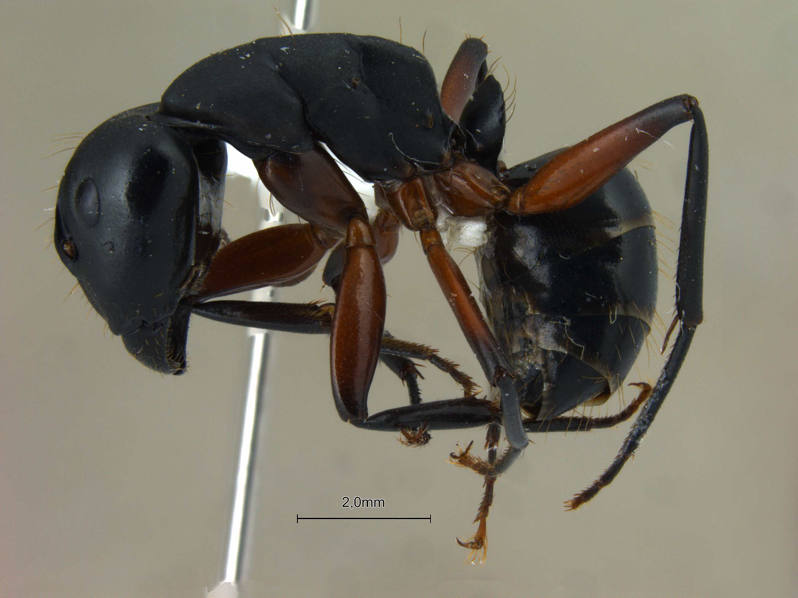 Foto Camponotus himalayanus Forel, 1893 lateral