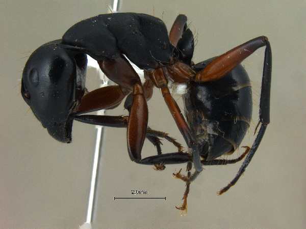 Camponotus himalayanus Forel, 1893 lateral