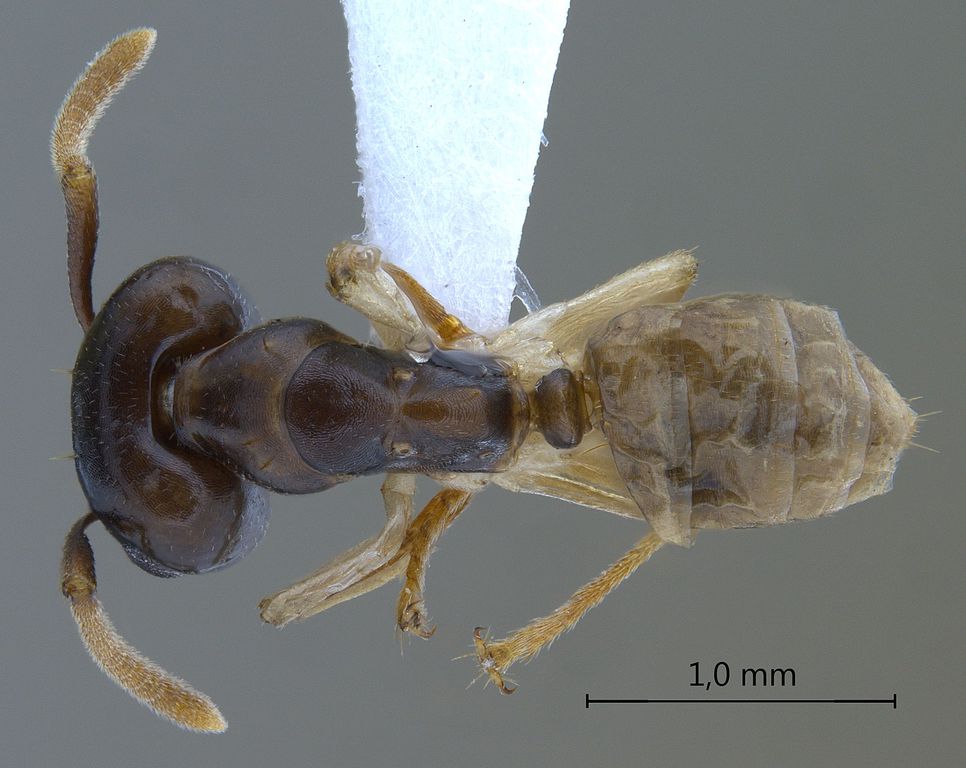 Foto Camponotus hospes Emery, 1884 dorsal