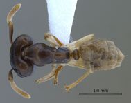 Camponotus hospes Emery, 1884 dorsal