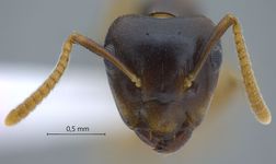 Camponotus hospes Emery, 1884 frontal