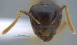 Camponotus hospes Emery, 1884 frontal