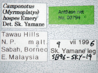 Camponotus hospes Emery, 1884 Label