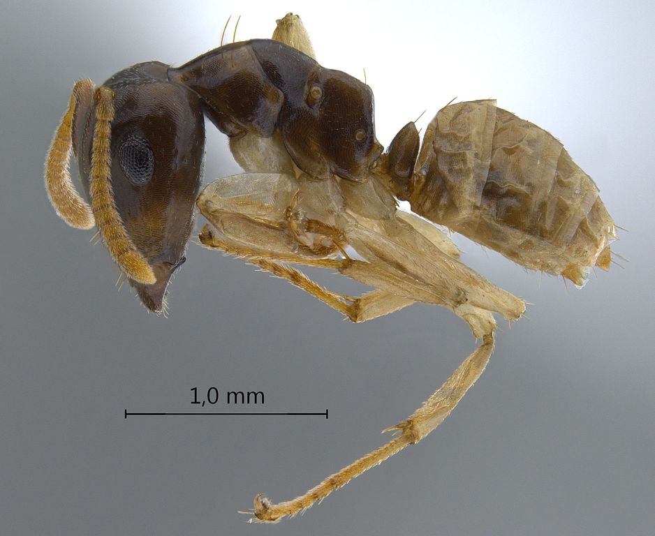 Foto Camponotus hospes Emery, 1884 lateral