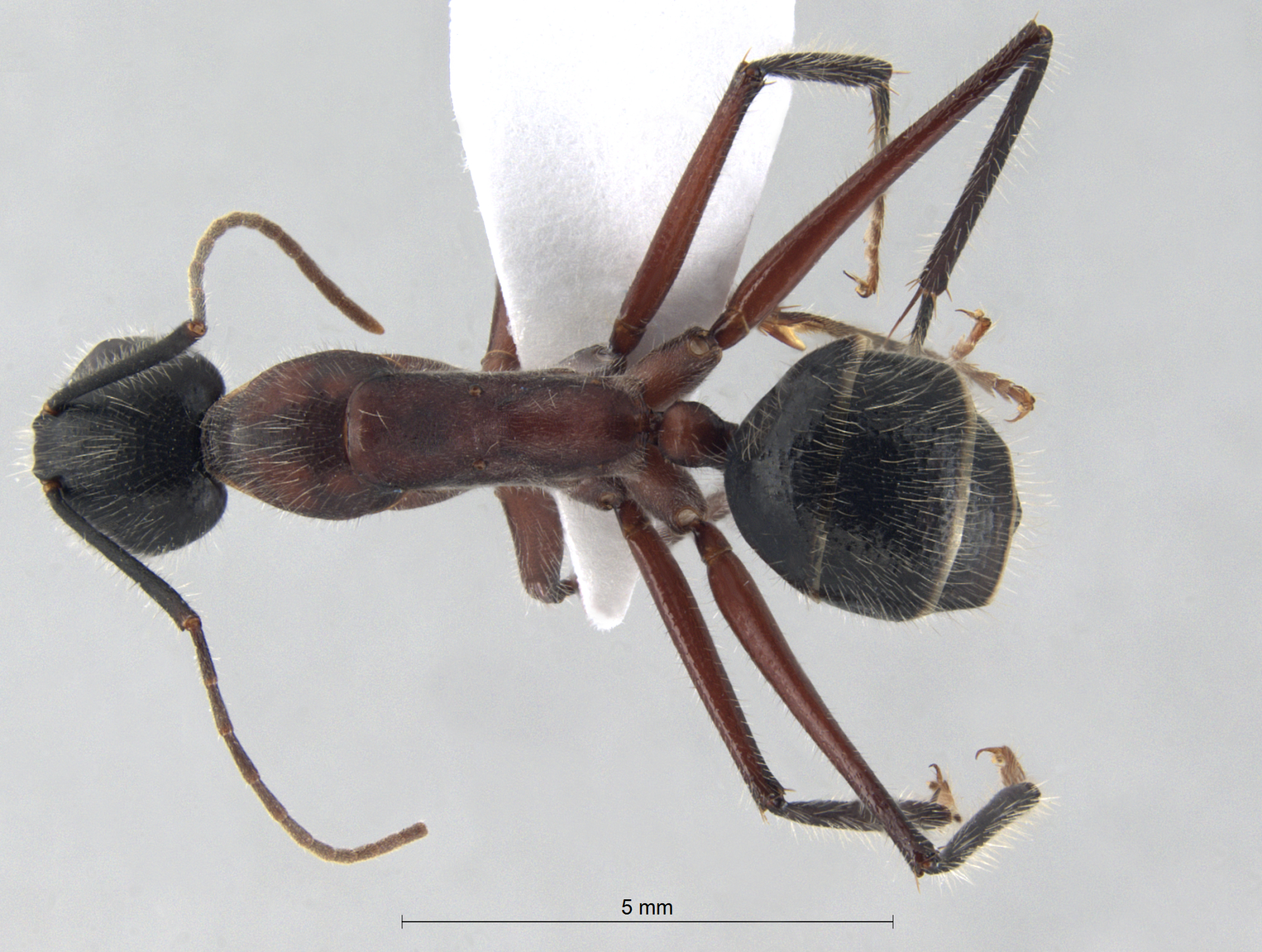 Foto Camponotus innexus Forel, 1902 dorsal