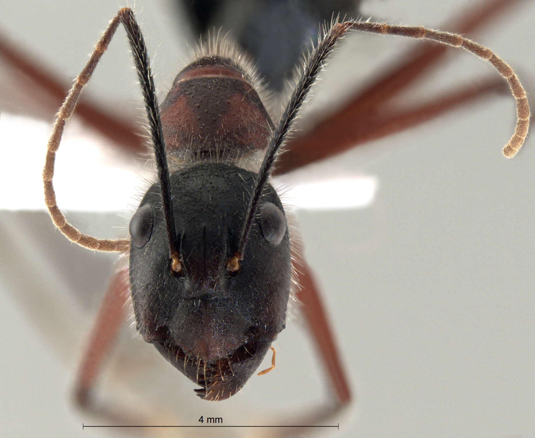 Foto Camponotus innexus Forel, 1902 frontal