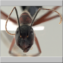 Camponotus innexus Forel, 1902 frontal