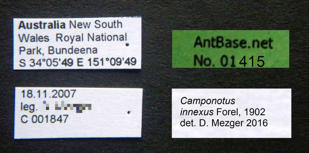 Foto Camponotus innexus Forel, 1902 Label