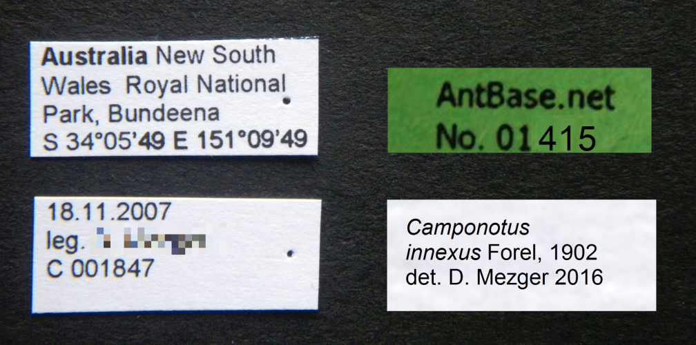 Camponotus innexus Forel, 1902 Label