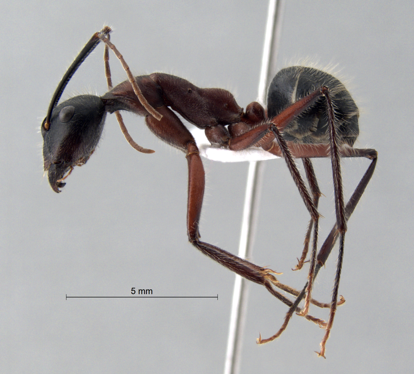 Foto Camponotus innexus Forel, 1902 lateral