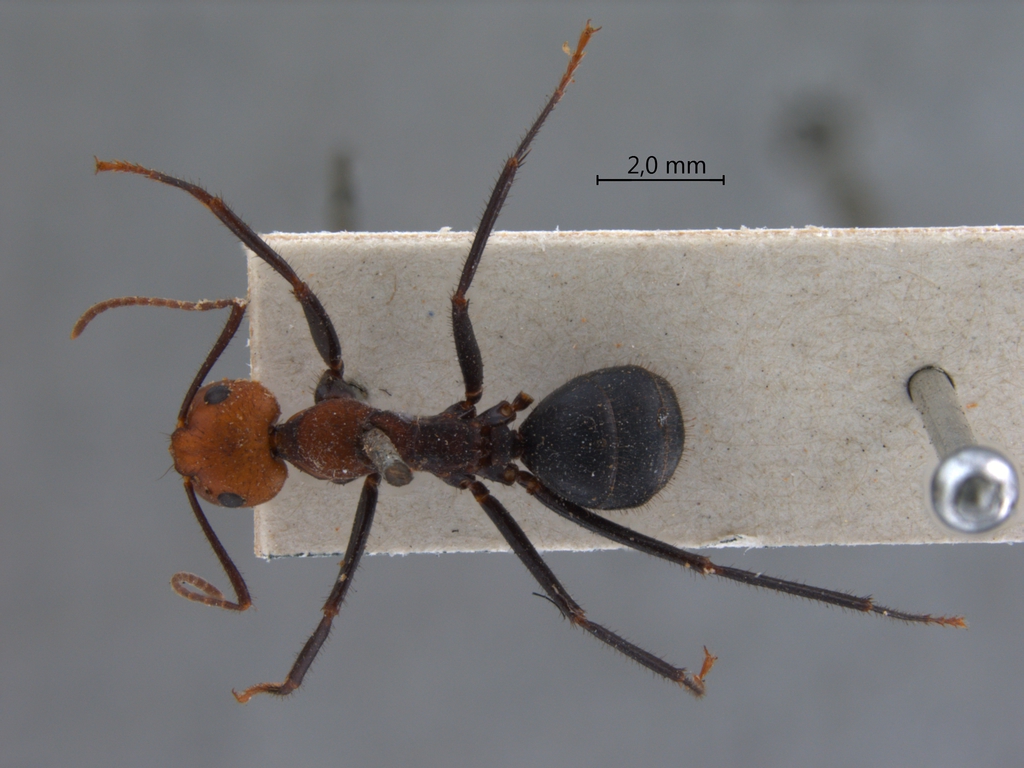 Foto Camponotus irritabilis Smith, 1857 dorsal