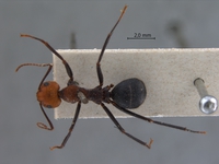Camponotus irritabilis Smith, 1857 dorsal