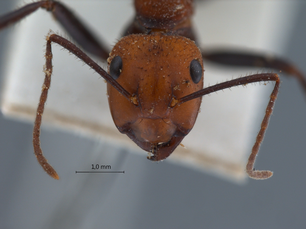 Foto Camponotus irritabilis Smith, 1857 frontal