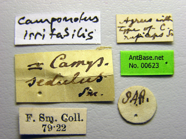 Foto Camponotus irritabilis Smith, 1857 Label