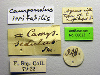 Camponotus irritabilis Smith, 1857 Label