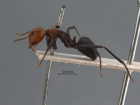 Camponotus irritabilis Smith, 1857 lateral