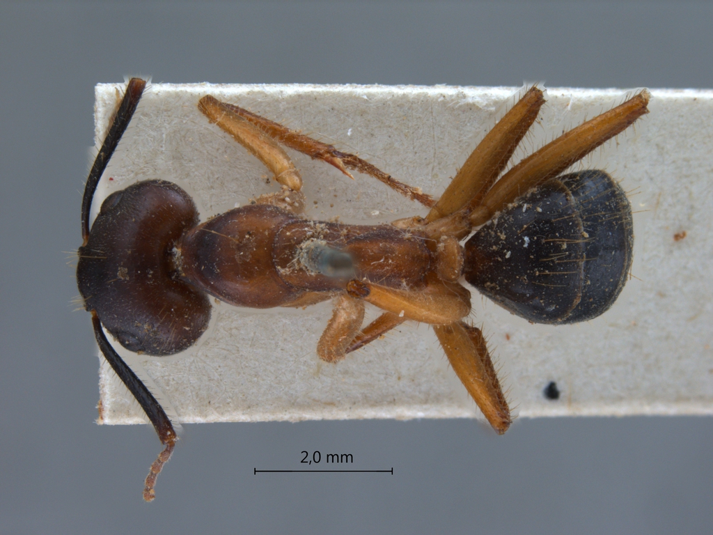 Foto Camponotus irritans pallidus Smith, 1857 dorsal