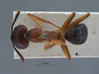 Camponotus irritans pallidus Smith, 1857 dorsal