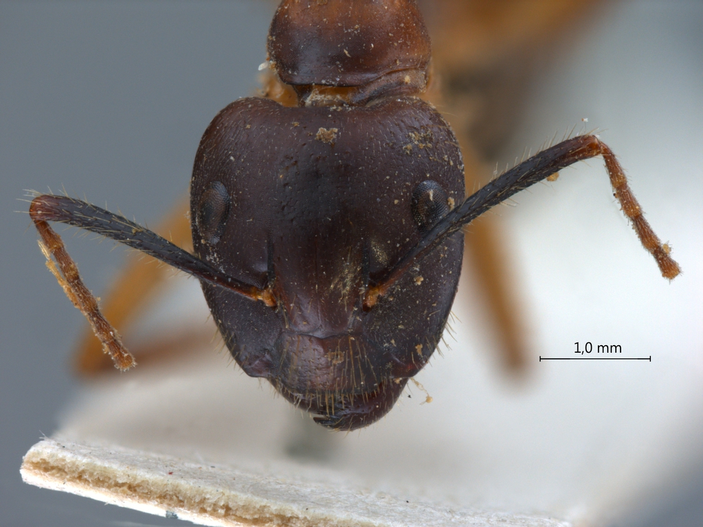 Foto Camponotus irritans pallidus Smith, 1857 frontal