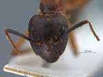 Camponotus irritans pallidus Smith, 1857 frontal