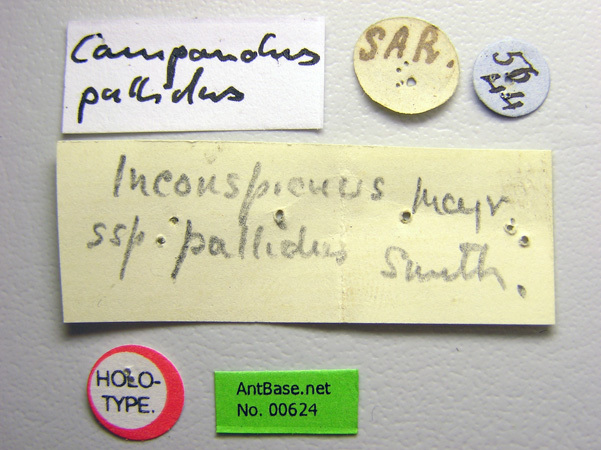 Foto Camponotus irritans pallidus Smith, 1857 Label