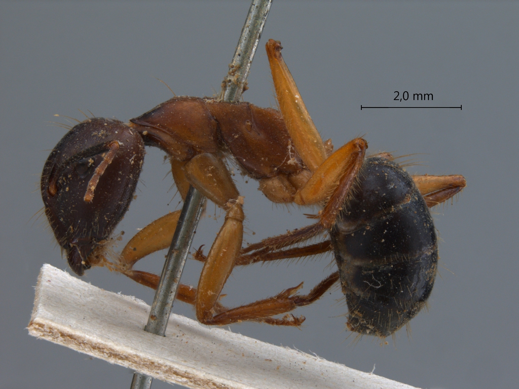 Foto Camponotus irritans pallidus Smith, 1857 lateral