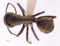 Camponotus japonicus Mayr,1866 dorsal
