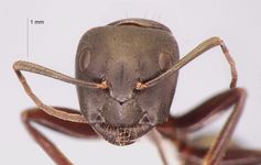Camponotus japonicus Mayr,1866 frontal