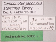 Camponotus japonicus Mayr,1866 Label