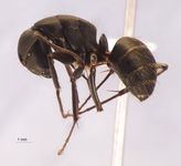 Camponotus japonicus Mayr,1866 lateral