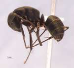 Camponotus japonicus Mayr,1866 lateral