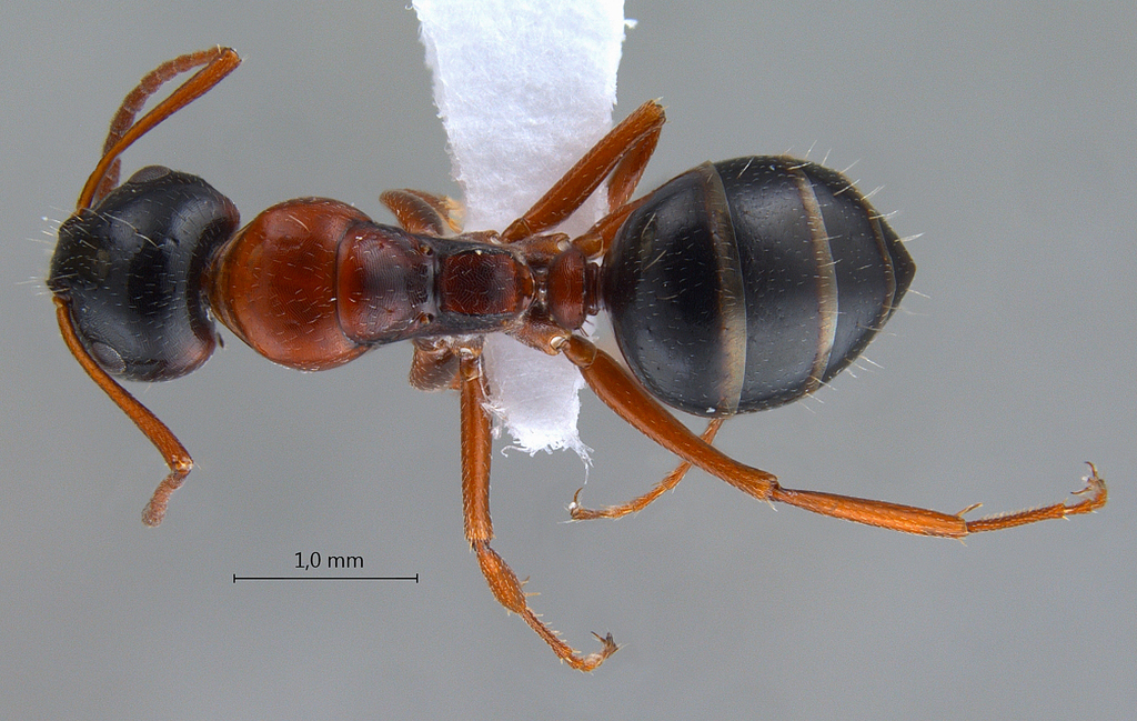 Foto Camponotus kopetdaghensis Dlussky & Zabelin, 1985 dorsal