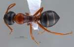 Camponotus kopetdaghensis Dlussky & Zabelin, 1985 dorsal