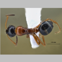 Camponotus kopetdaghensis Dlussky & Zabelin, 1985 dorsal