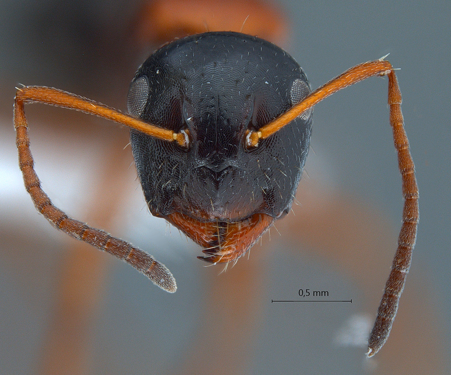 Foto Camponotus kopetdaghensis Dlussky & Zabelin, 1985 frontal