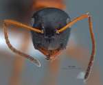 Camponotus kopetdaghensis Dlussky & Zabelin, 1985 frontal