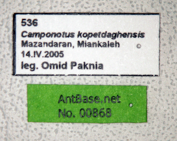 Foto Camponotus kopetdaghensis Dlussky & Zabelin, 1985 Label
