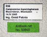 Camponotus kopetdaghensis Dlussky & Zabelin, 1985 Label