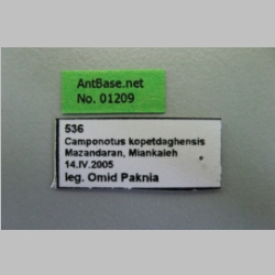 Camponotus kopetdaghensis Dlussky & Zabelin, 1985 Label