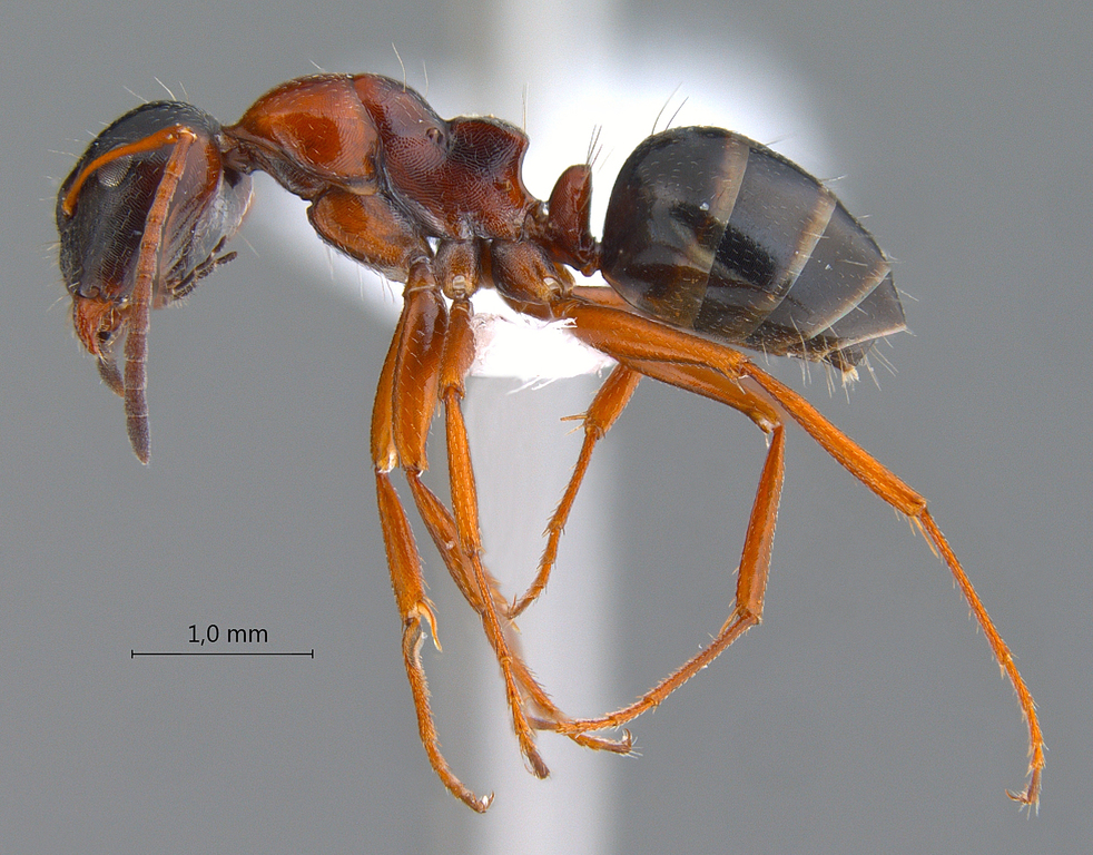 Foto Camponotus kopetdaghensis Dlussky & Zabelin, 1985 lateral
