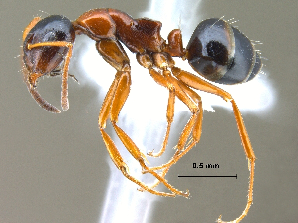 Camponotus kopetdaghensis Dlussky & Zabelin, 1985 lateral