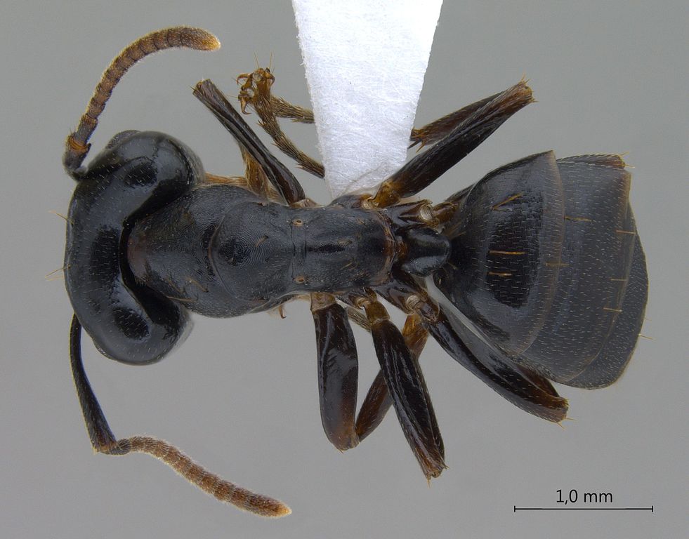 Foto Camponotus korthalsiae Emery, 1887 dorsal