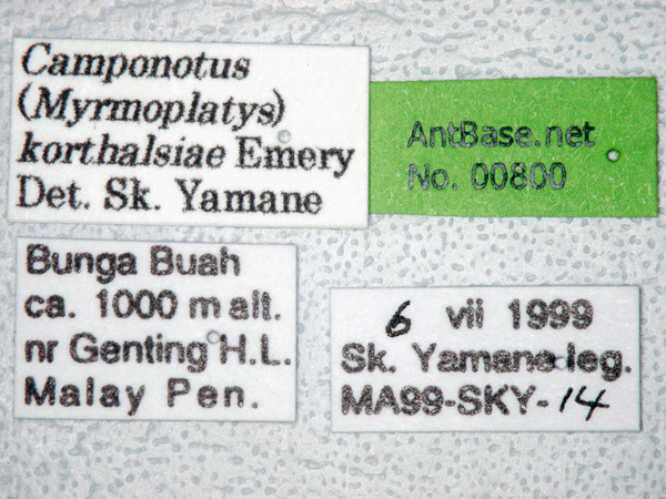 Foto Camponotus korthalsiae Emery, 1887 Label