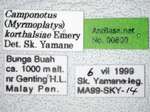 Camponotus korthalsiae Emery, 1887 Label