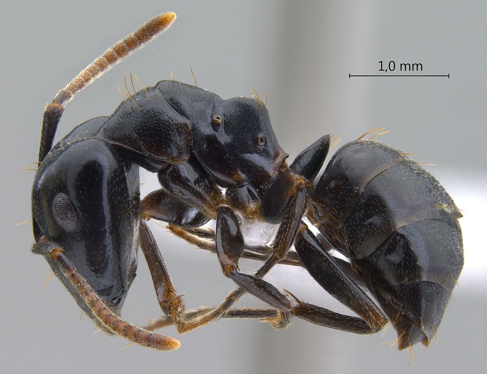 Foto Camponotus korthalsiae Emery, 1887 lateral