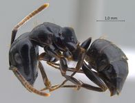 Camponotus korthalsiae Emery, 1887 lateral