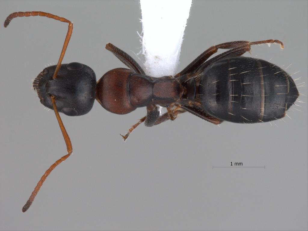Foto Camponotus kurdistanicus Emery, 1898 dorsal